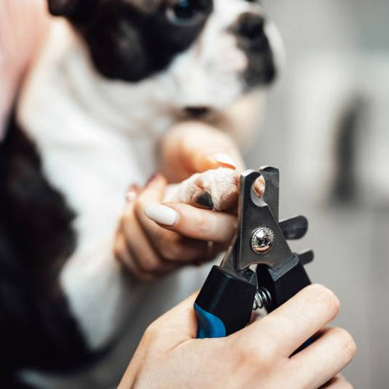 coupe-ongle-pour-chiens-facile-a-utiliser