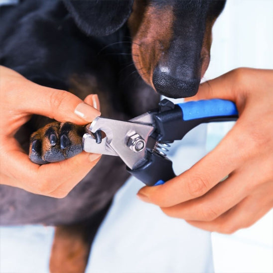 coupe-ongle-pour-chiens-precis