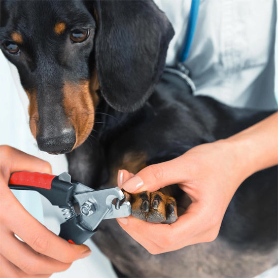 coupe-ongle-pour-chiens-poignee-ergonomique