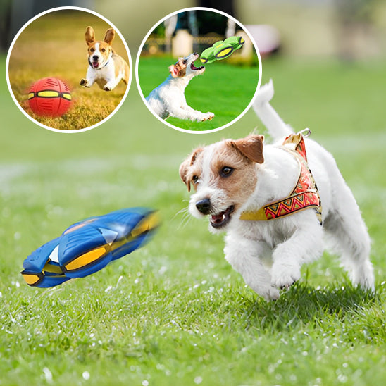 frisbee pour chien | MagicBall™
