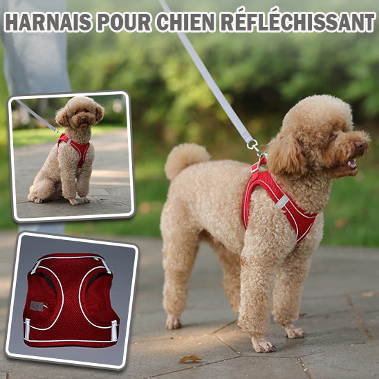 harnais chien | Harness™