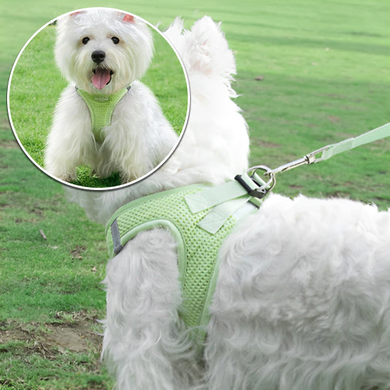 harnais pour chien | SafeDoggyâą