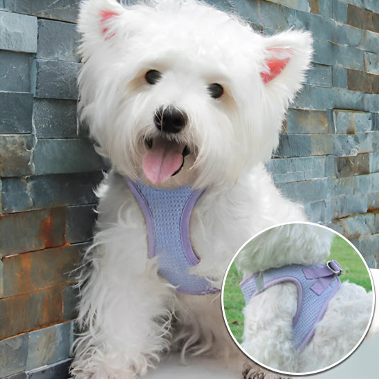 harnais pour chien | SafeDoggyâą