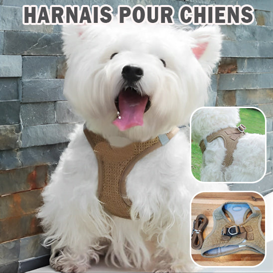 harnais pour chien | SafeDoggyâą