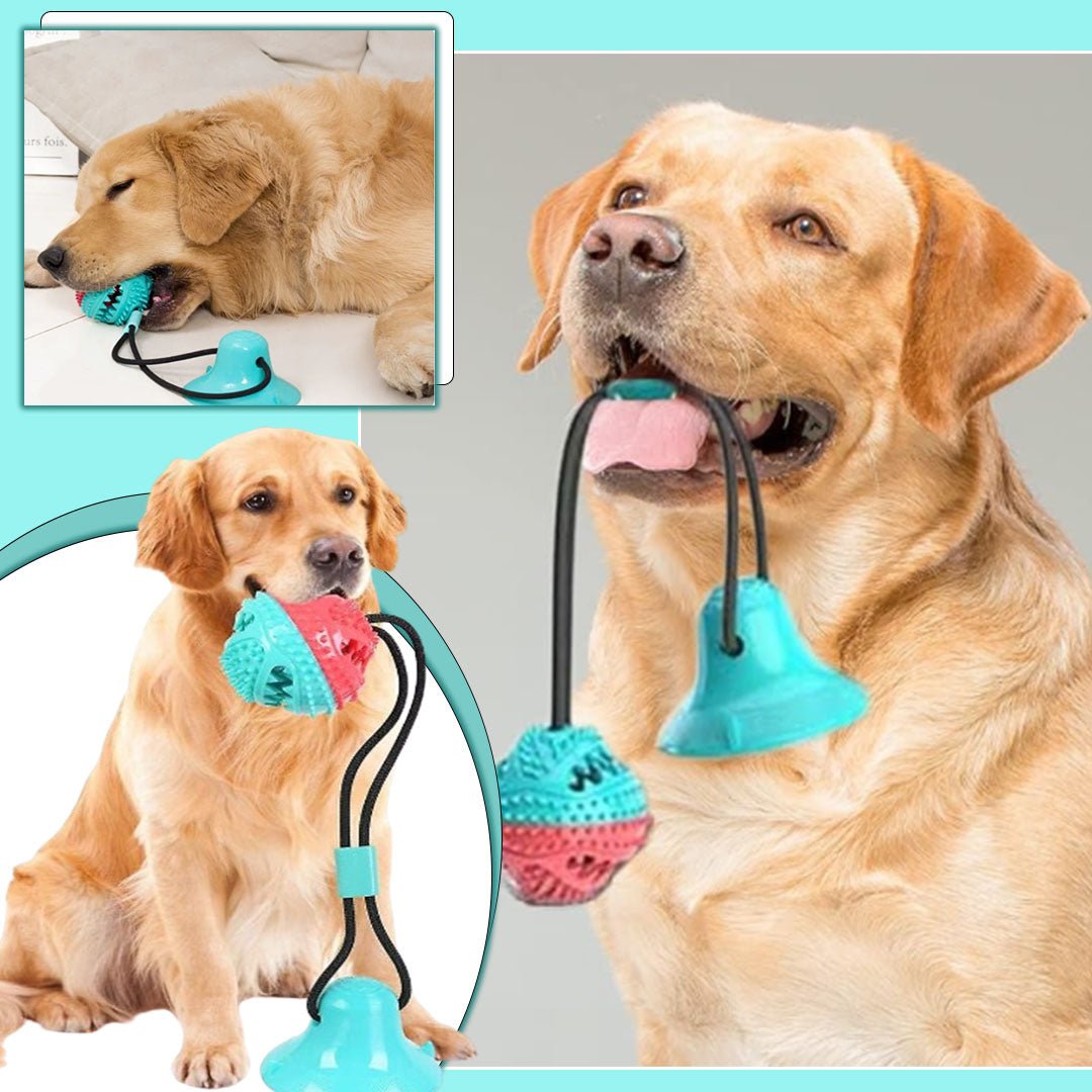 jouet pour chien