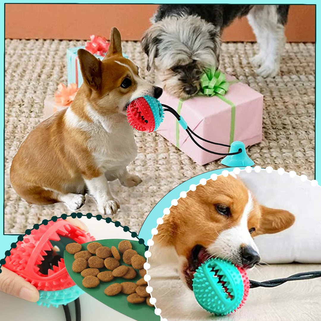 jouet pour chien