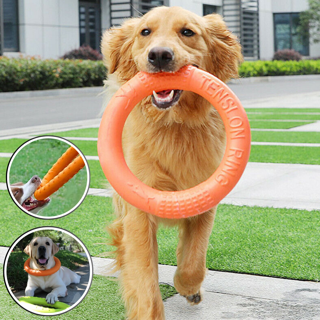 jouet pour chien interactif | DoggyDiscâą