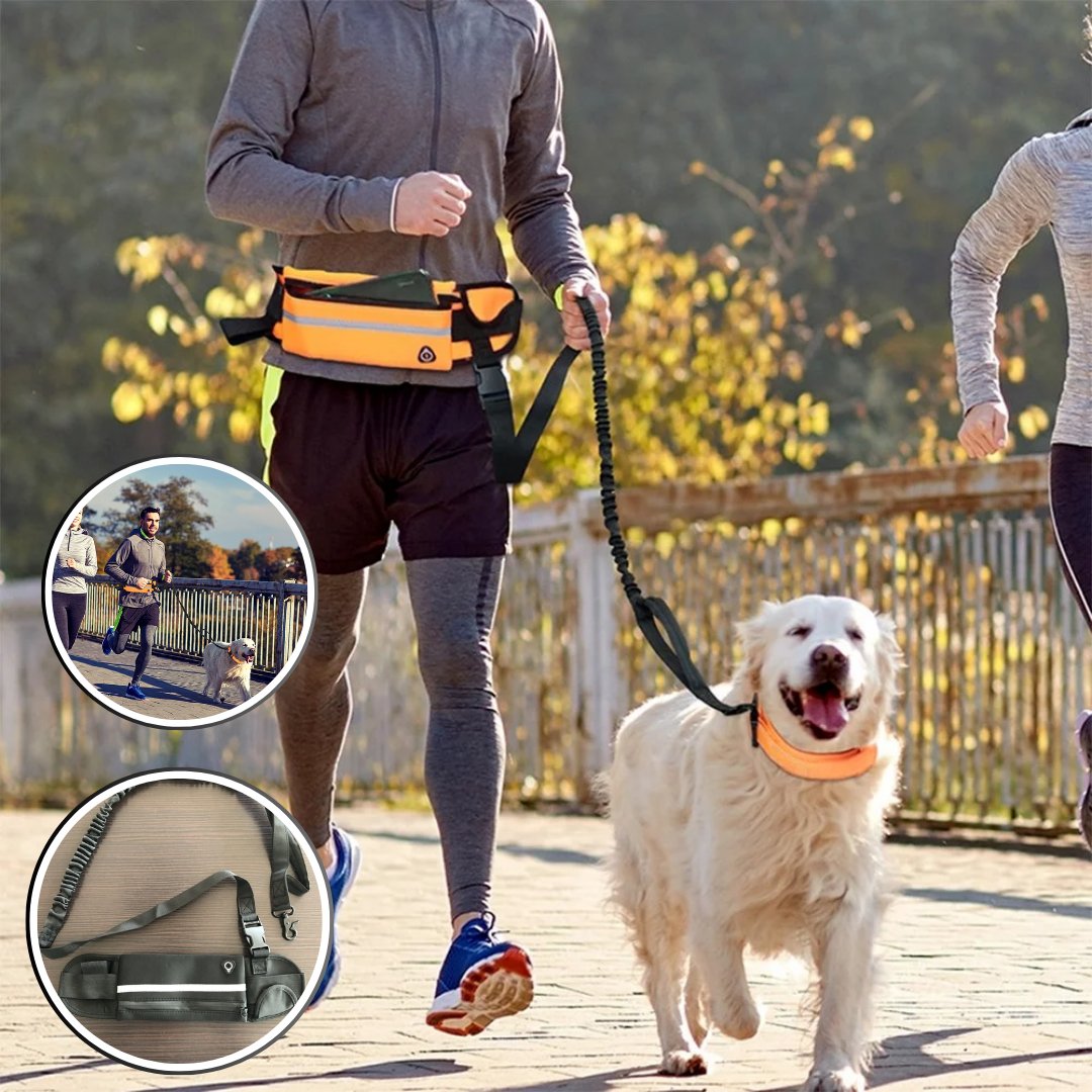 laisse main libre chien