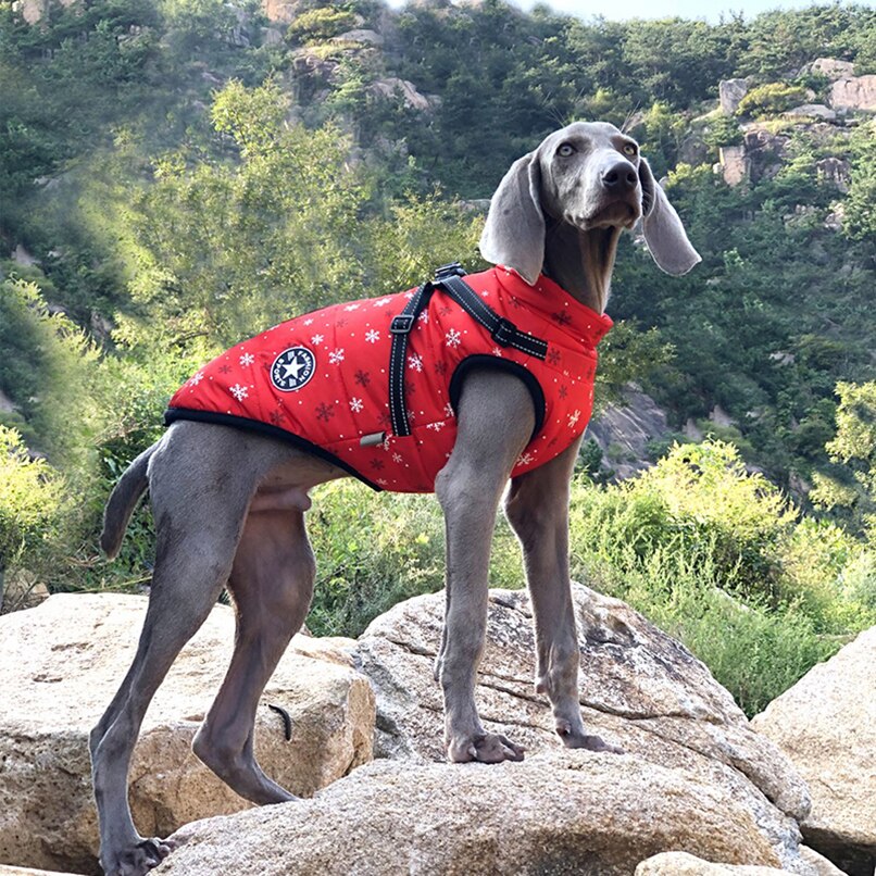 manteau pour chien | WinterJacket™