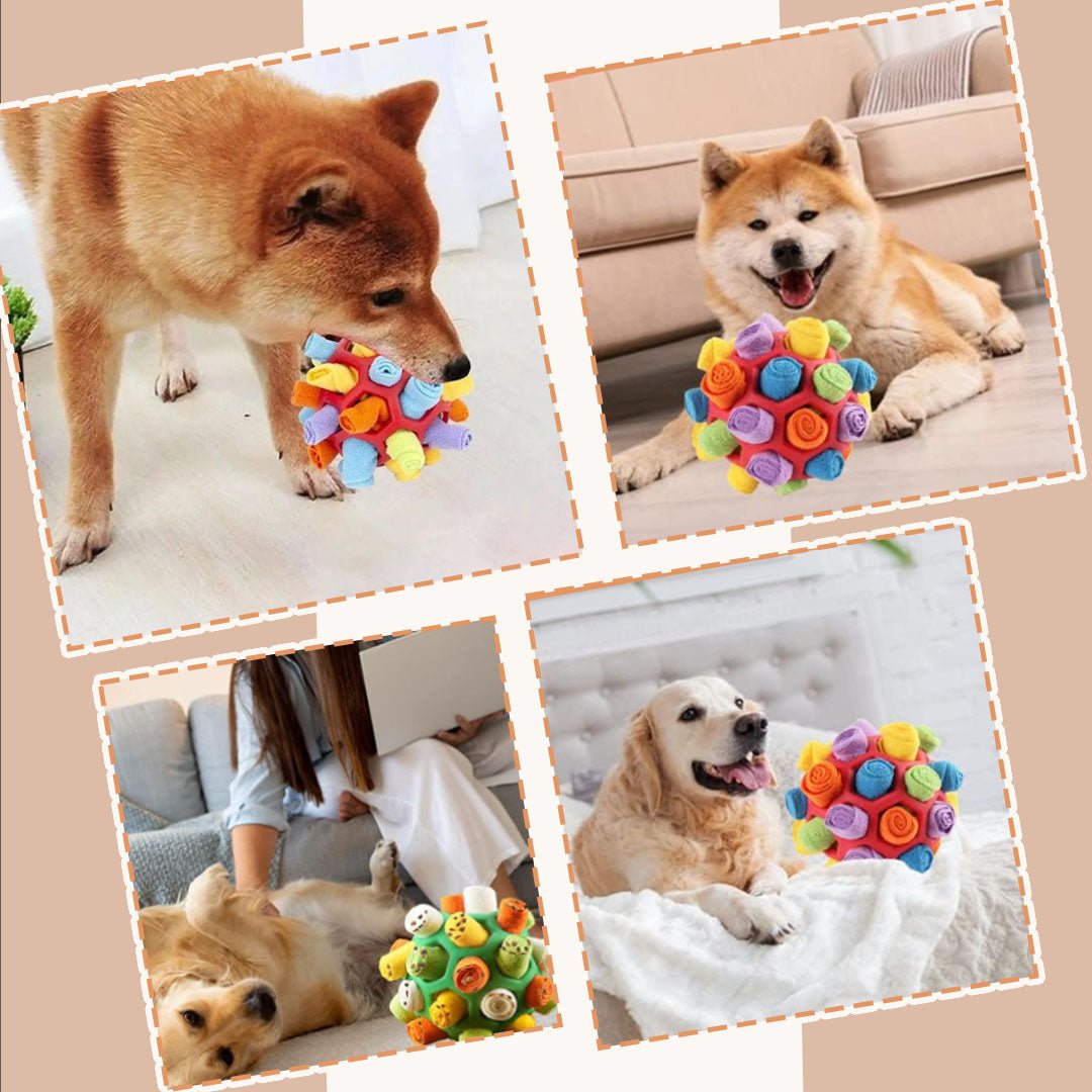 jouet pour chien