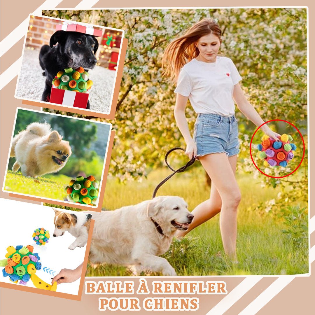 jouet pour chien