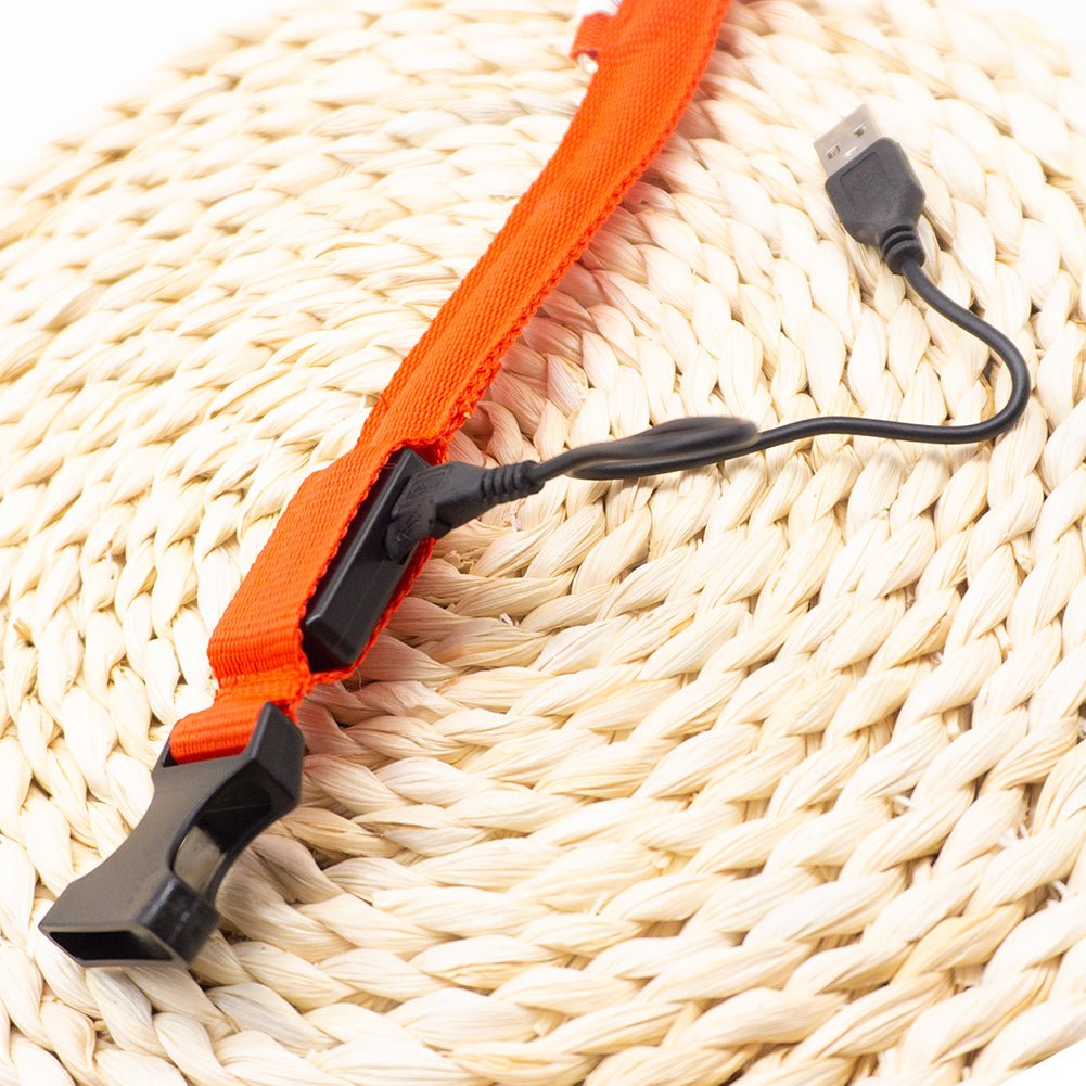 collier à led pour chien