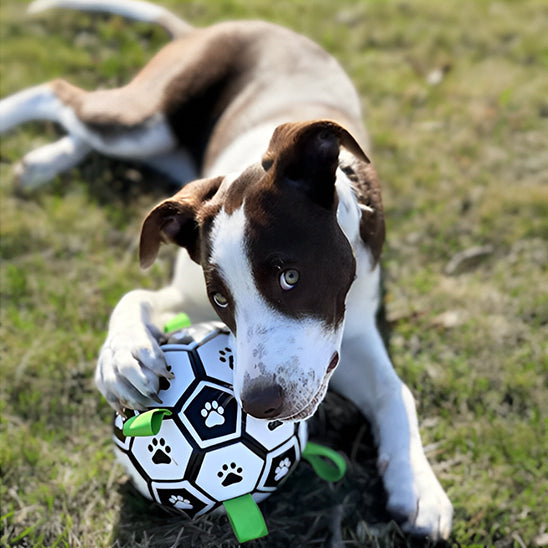 ballon pour chien | FunBall™