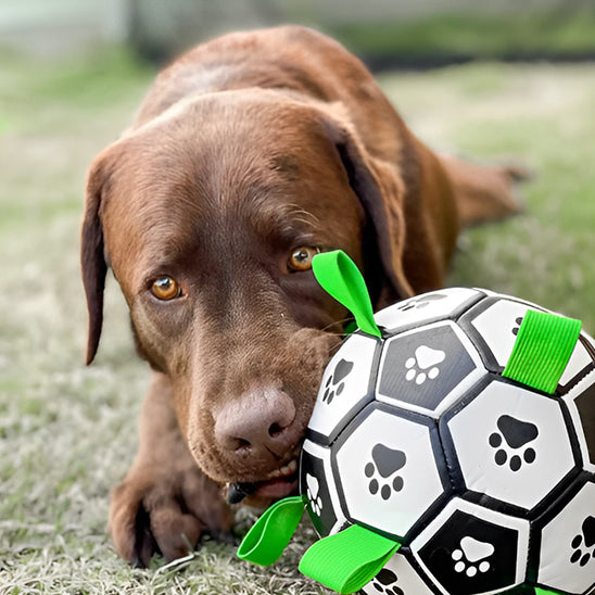 ballon pour chien | FunBall™