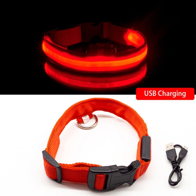 collier à led pour chien